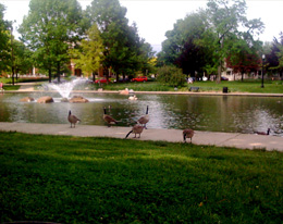 Goose Management Resources Dayton Ohio | Stalk & Awe Geese Management - 2
