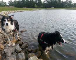 Goose Control Dogs - Dayton Ohio | Stalk & Awe Geese Management - dogs2